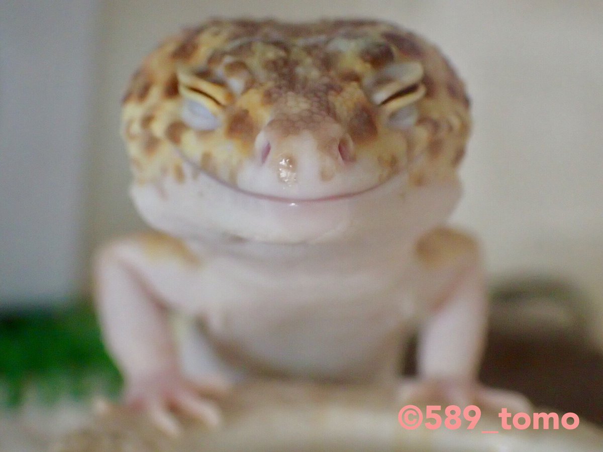 Kohaku にっこり Leopardgecko ヒョウモントカゲモドキ レオパードゲッコー 爬虫類 かわいい いやし Kohaku にっこり Leopardgecko ヒョウモントカゲモドキ レオパードゲッコー 爬虫類 かわいい いやし