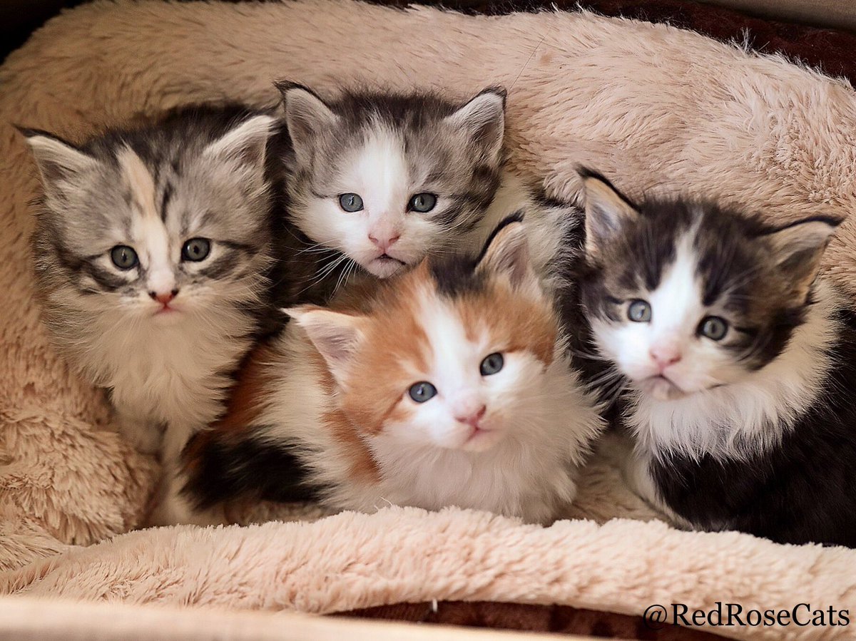 🌹 Red Rose Maine Coons 🌹 (RedRoseCats) Twitter