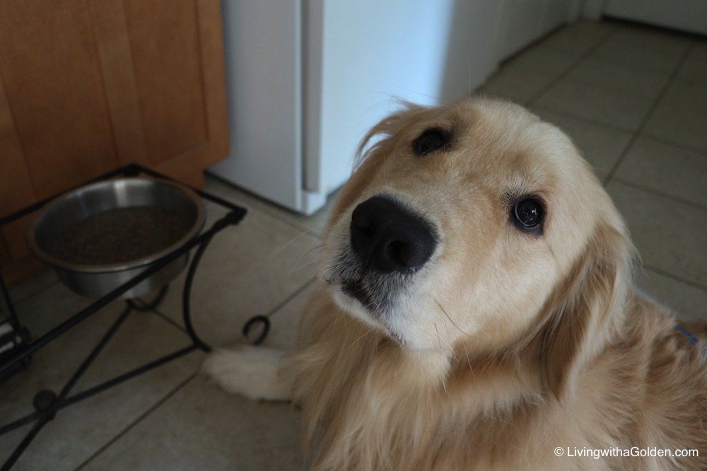 MaineGolden's tweet image. Excuse me, waitress? I ordered the bacon and eggs. 
#SundayBrunch #FirstWorldDogProblems
