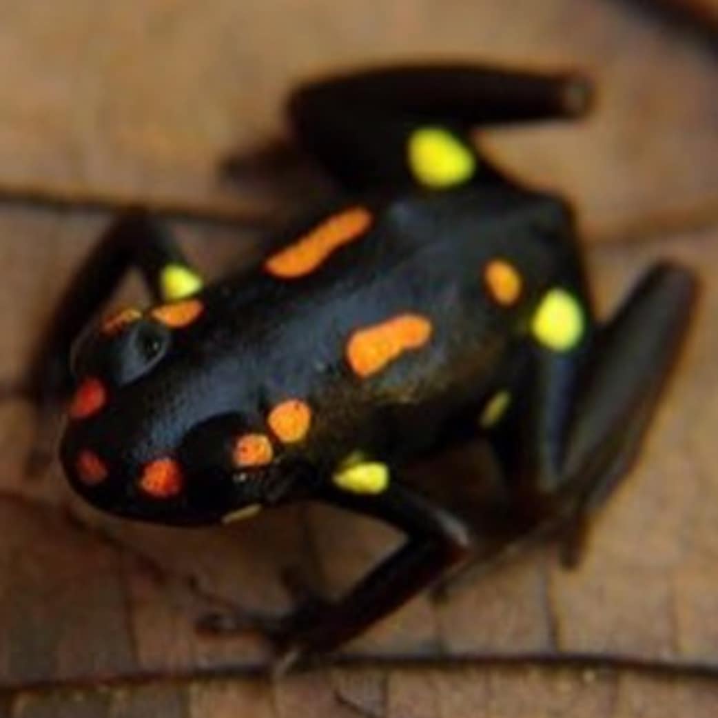 afrodyssee's tweet image. GREY
Grey aka Grey Projects, a fashion brand from Nigeria. With Tife Adedeji. Photo Noma O @tifeadedeji #greyprojects #fashion #africanfashion #africanprint #africandesigner #womenswear #pattern #dress #stylish #africanmuse #melanin #lagos #nigeria #africa #geneve #afrodyssee