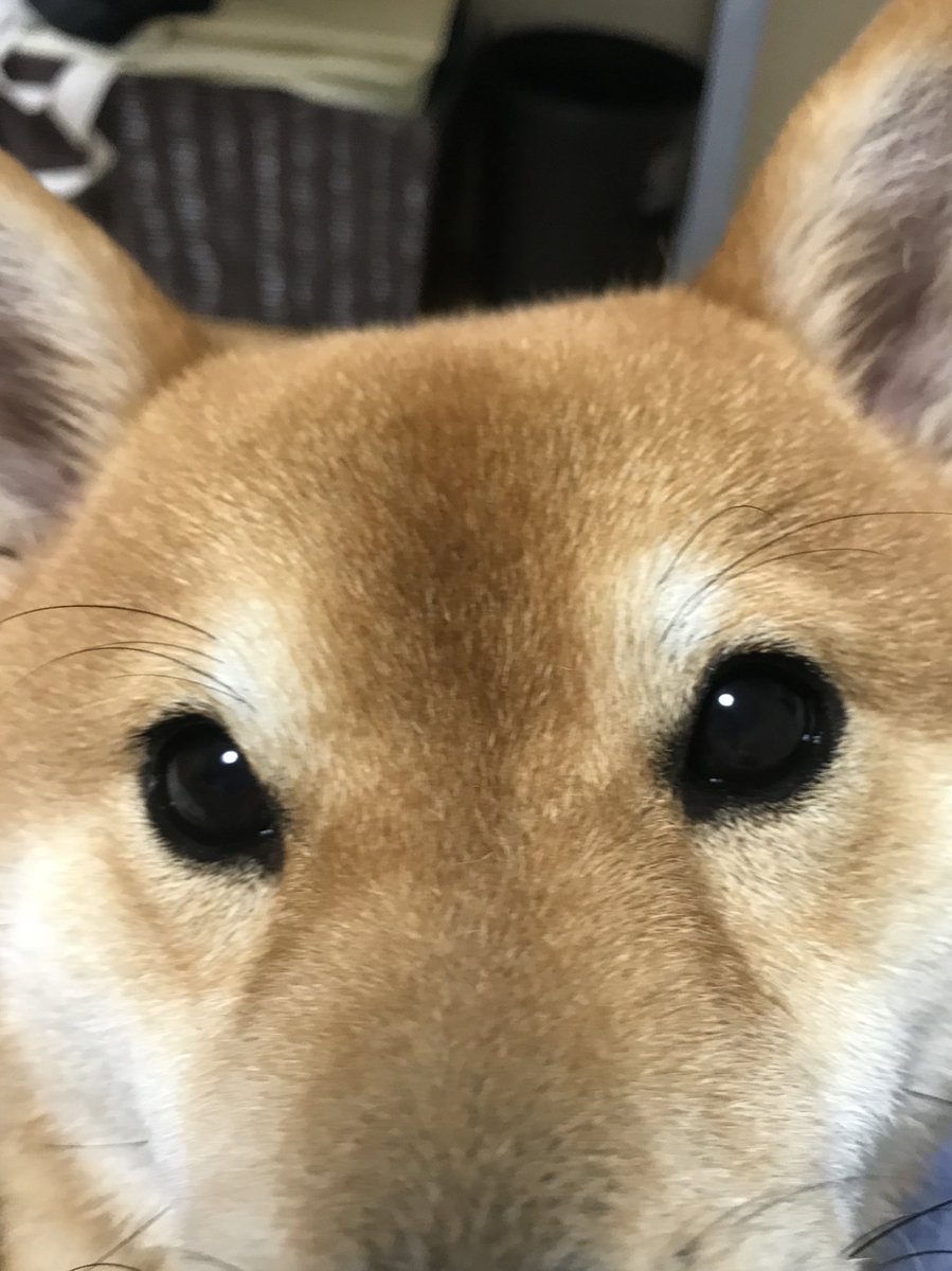 こたろうくん على تويتر 可愛い顔を撮らせてくれる犬と なぜか今日はパクチーのにおいがする眉間