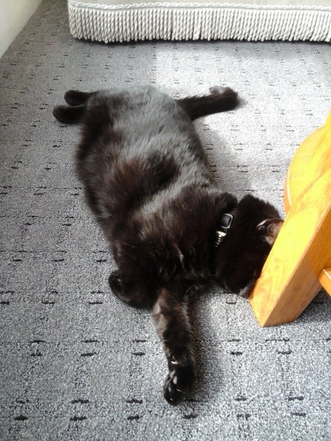 lyttlenesh's tweet photo. Phew I is exhausted π€π€π€ happy catchatting every cat #blackpoolcatchat π½π½π½ https://t.co/YZ9GZN9y9l