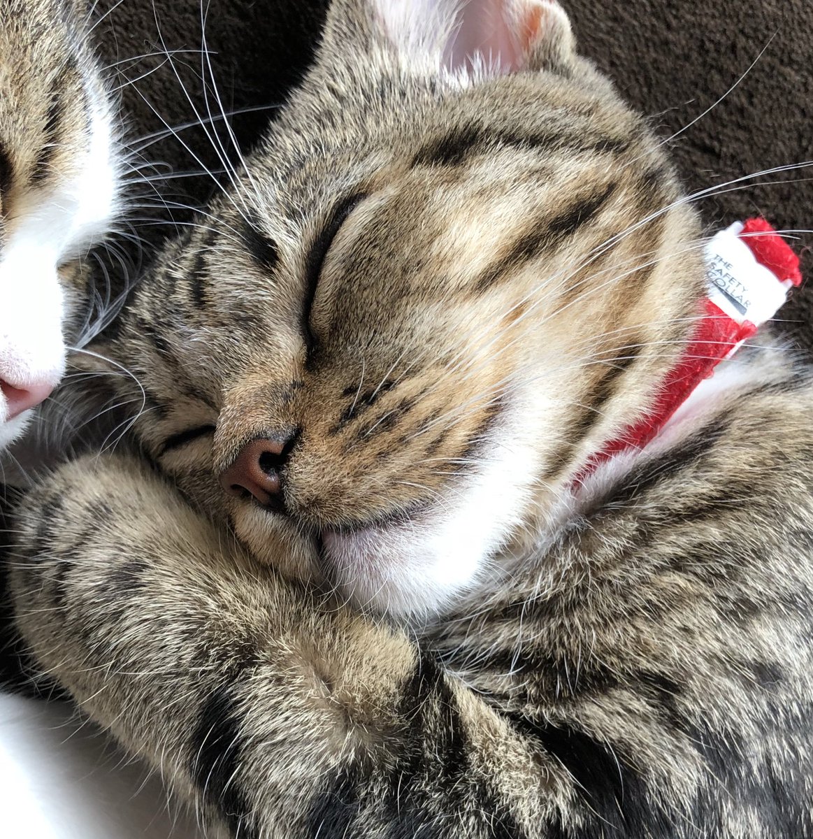 8797_0's tweet photo. #ボスとラテ https://t.co/DrHvsIYS1I