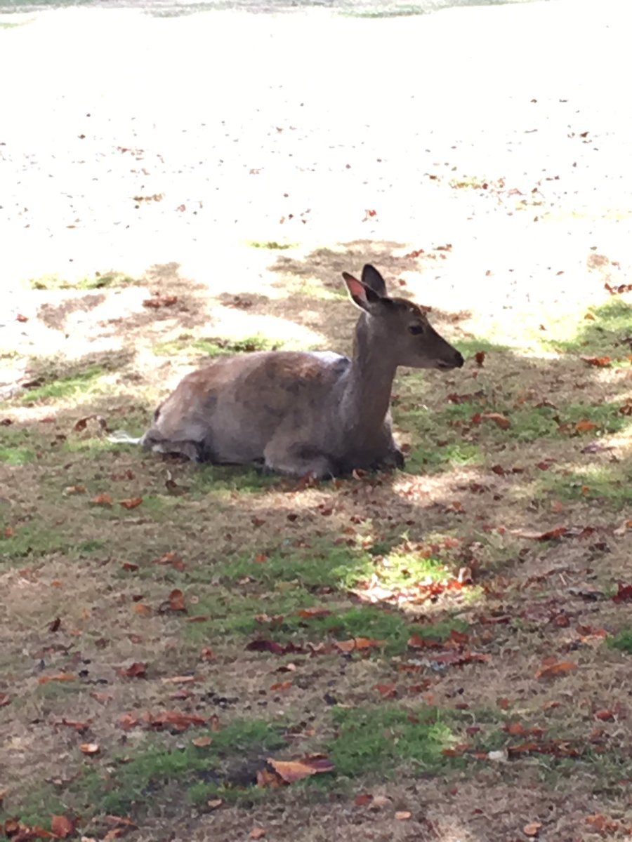 CoastingIt's tweet photo. A celebratory post walk stay on Brownsea Island, in Brownsea Castle. Had a lovely walk round the island today, unfortunately I forgot my camera, so all pictures had to be taken on my phone!! @DorsetWildlife #BrownseaIsland #BrownseaWildlife https://t.co/nXWwiFxdzN