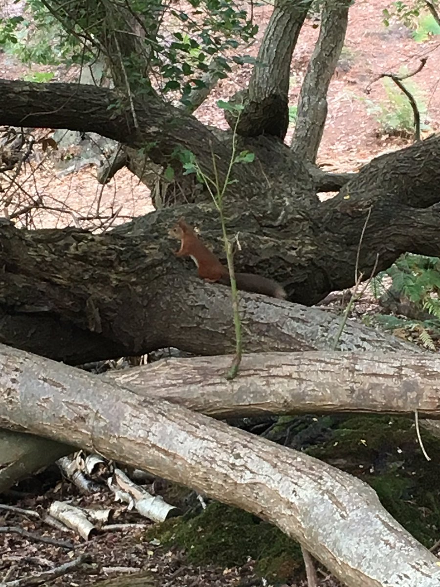 A celebratory post walk stay on Brownsea Island, in Brownsea Castle. Had a lovely walk round the island today, unfortunately I forgot my camera, so all pictures had to be taken on my phone!! <a href="/DorsetWildlife/">Dorset Wildlife Trust</a> #BrownseaIsland #BrownseaWildlife