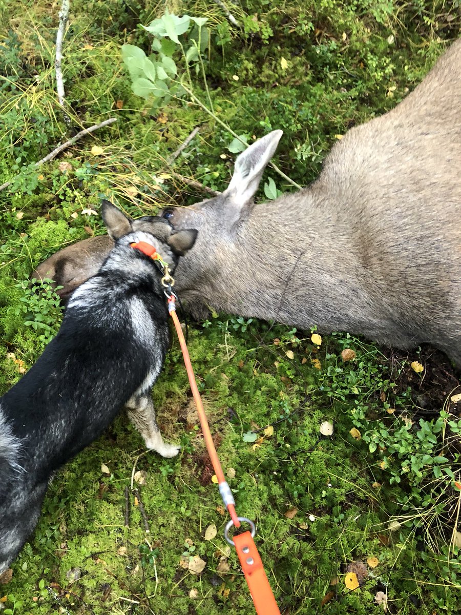 LhtTobbe's tweet photo. Vilken lycka idag en passare fick skjuta en kviga på gångstånd för min sörlännska’s Axxa 9 månader gammal och igår träade hon en mård jag fick skjuta för hon 😍 #jämthund #älgjakt https://t.co/3e7Ny2G9mw
