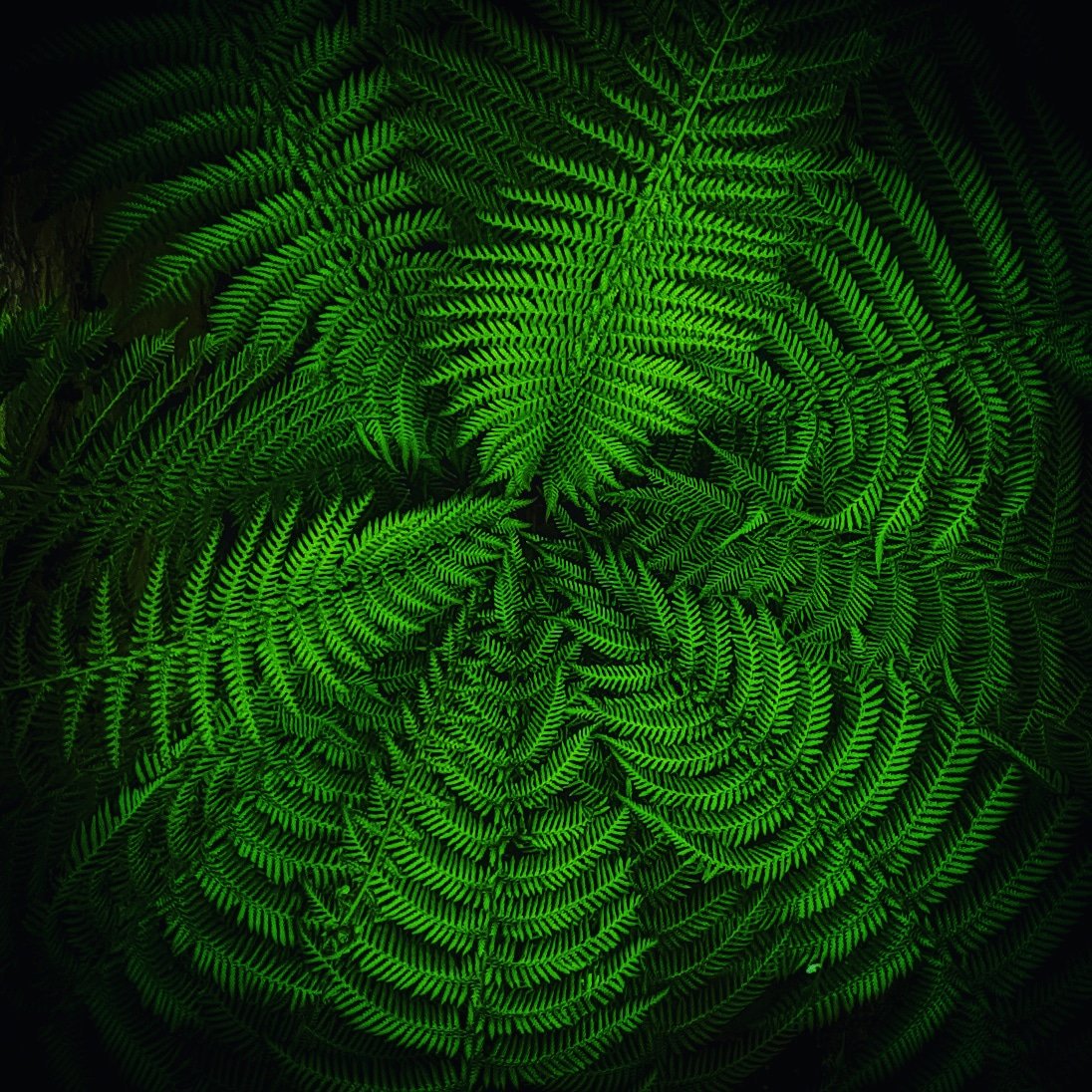 .
🌿Eye of the Fern 🌿
.
#fern #frond #fronds #natural #fractals #eye #centre #greenworld #leaf🍃 #lowlight #lowlightplants #seasonchange #aesthetics #samsung #snap #print