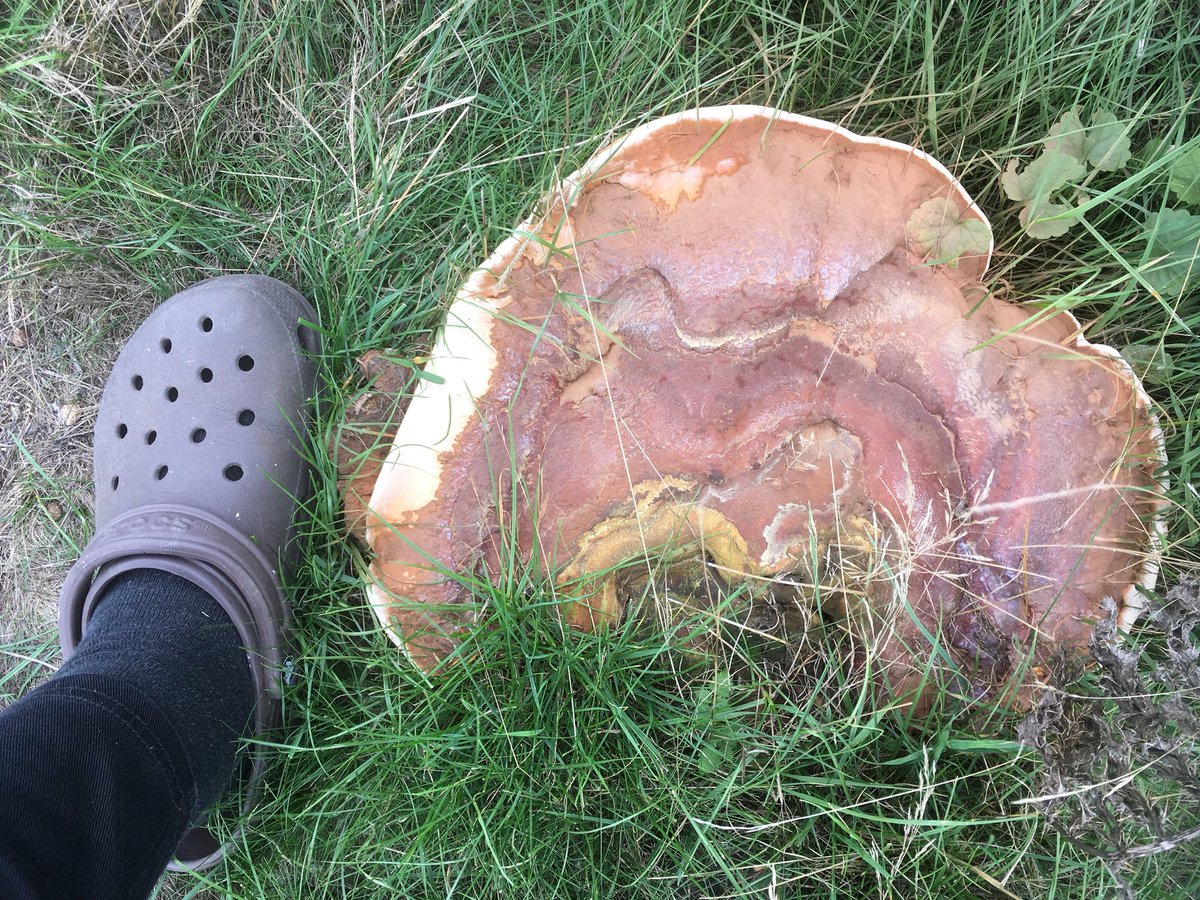 Now that’s what I call a whopper! #fungus I’m a ladies size 8 shoe! @wildlifebcn @BritishFungi