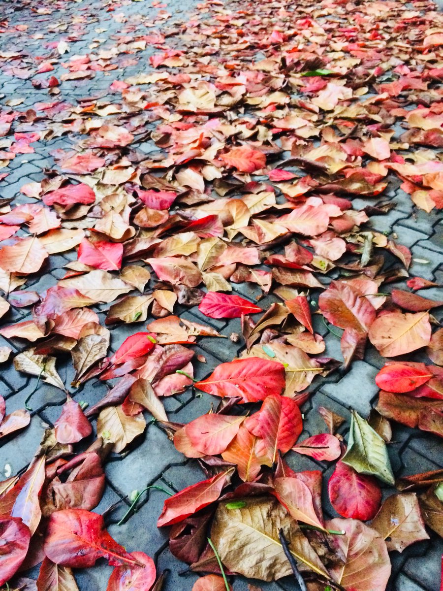 Vipinnair's tweet photo. A carpet of fallen leaves. #bengaluru #septembercolors #autumn #autumncolors #fallenleaves #autumnvibes #autumn2018 
https://t.co/4pM3X2mL7D https://t.co/FYIOOpSwtv