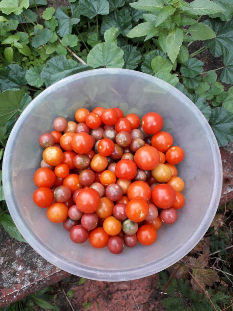SuGoLab's tweet photo. We have been really blessed by the #tomato gods this year, so what better way to spend a September Sunday than making #passata!

#cooking #growyourown #tomatoes #italianfood #sundaysinthekitchen #preserving #nofoodwaste #londongardening #urbangardening #vegetables #kitchen #food https://t.co/Q15rIxeEaK