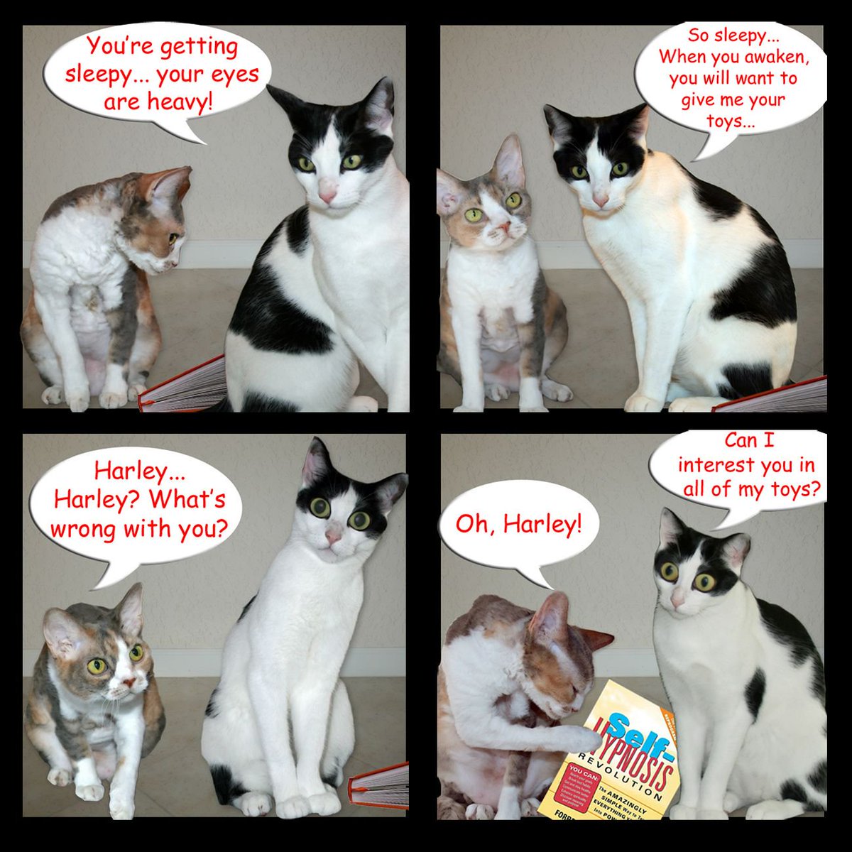 sometimes i have good ideas. and sometimes my ideas backfire a little bit.... 

#CatsofTwitter #SundayFunnies