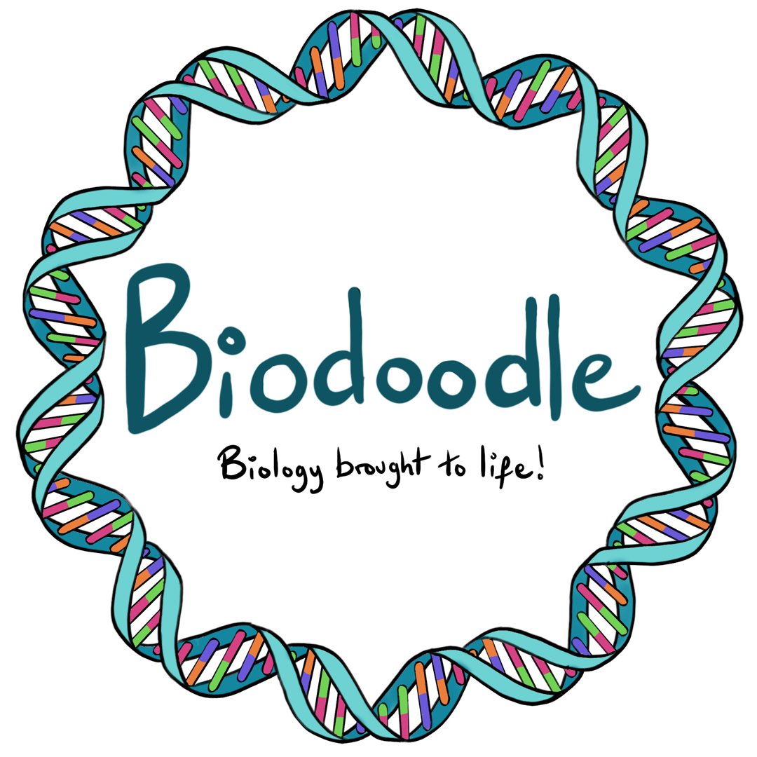 biodoodle's tweet photo. Welcome to Biodoodle, a new blog exploring the amazing inner workings of living creatures through doodles, stories and surprising facts! #scicomm #sciart https://t.co/i1JM7jYbs2