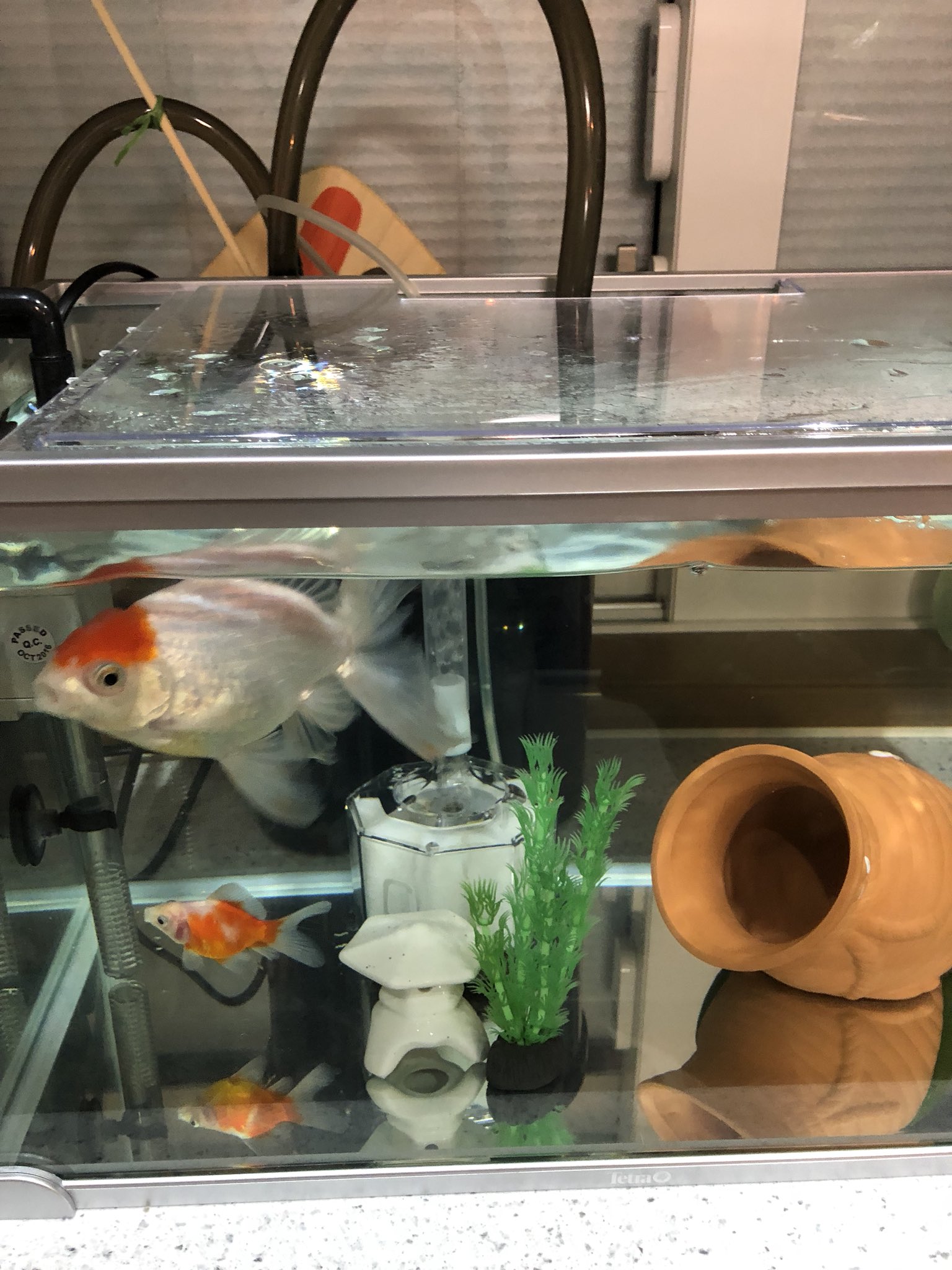 葛の葉 金魚 丹頂 ブリストルだるま シリコン水草 は ベアタンクで寂しげな水槽には なかなか宜しゅうございますね パワー系丹頂の 激し過ぎる熱烈餌くれダンス T Co Za231zde3d Twitter