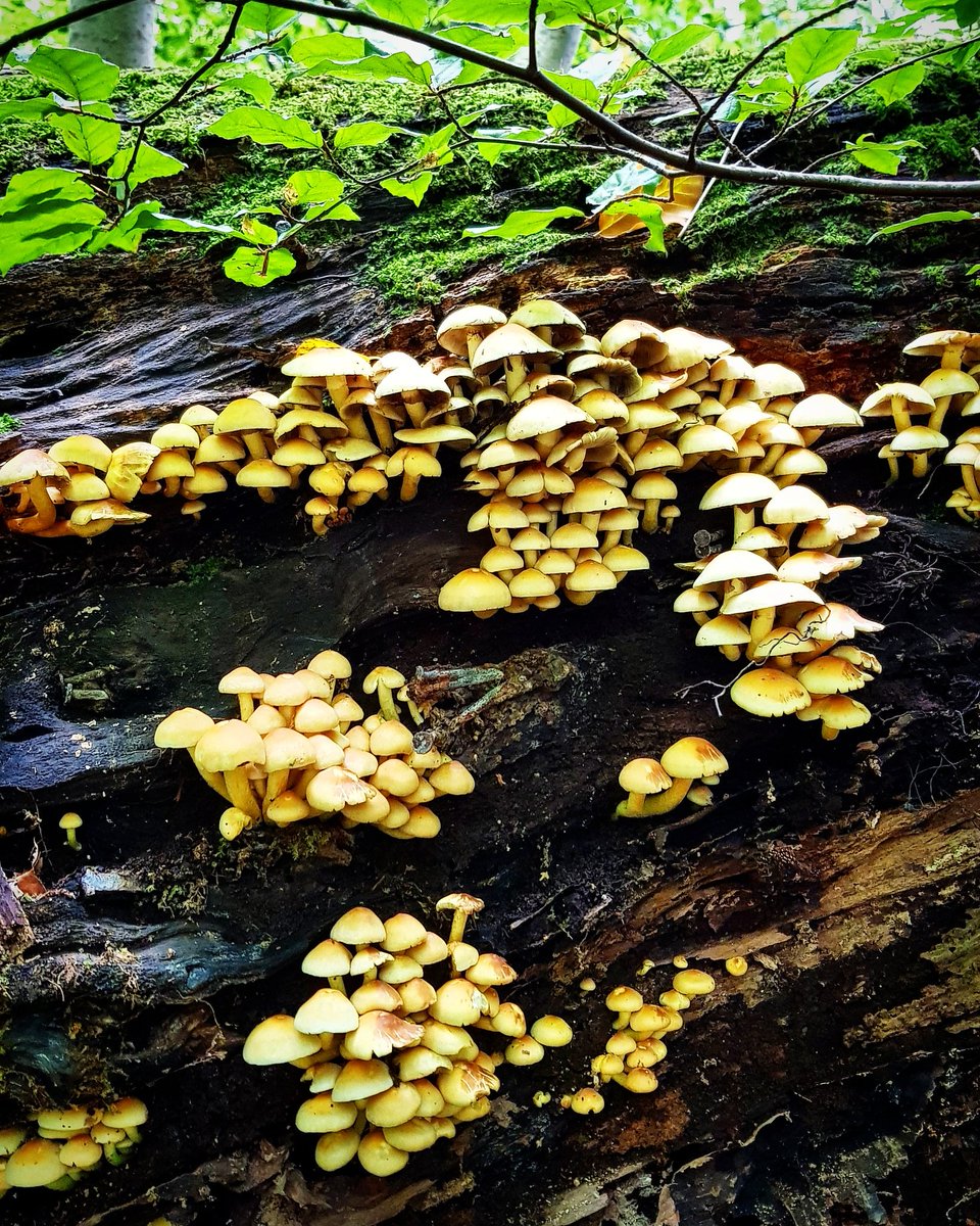 An entire #honeyfungus village! 🍄😯🍃 Sooo pretty! 😍 #fungi #fungus @britishfungi #UKFD #fungus #mushrooms #naturelover