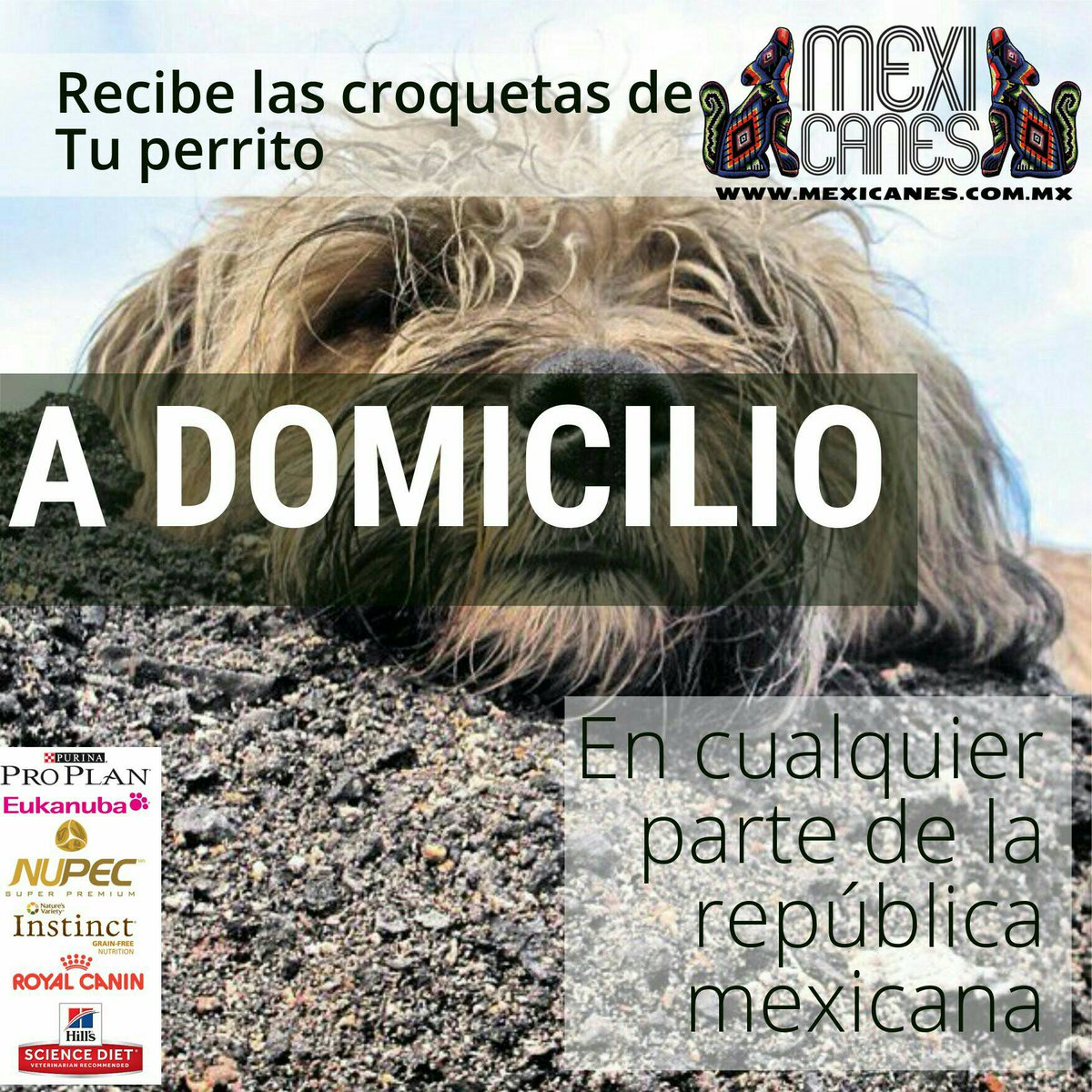 mexicanes1's tweet photo. Recibe las croquetas de tu perrito a domicilio, visítanos en https://t.co/TxATHodkVr #Práctico y #MásBarato https://t.co/kq68qmqrPe