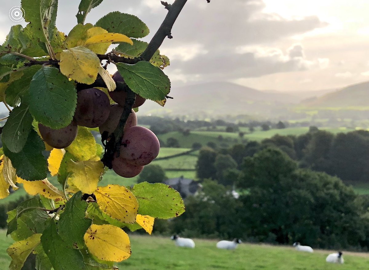 woolismybread's tweet photo. A gentle walk about the farm for Shadow, Drifter and me.  Picking plums and gathering apples for tonight's Sunday supper pudding. Living off the land you learn to make the most of natures bounties.  Simple treasures.  @NFUCountryside @CumbriaWeather @visitsedbergh 🍏🍏🍏🍏🍏 https://t.co/BhEM2POX69