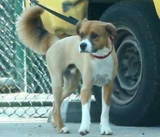 boxer pomeranian mix