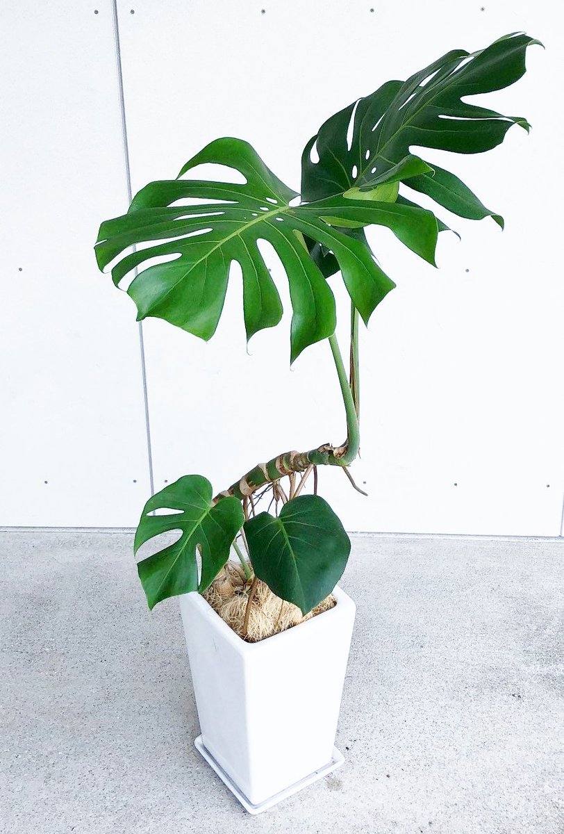 Bigup 観葉植物fan 幹立ちモンステラ このように気根をダラダラ垂らした幹立ち の姿になると 一気に爽やかさは失せ モンスター度が高くなります そしてそのモンスターっぽいところが本来のモンステラの魅力かなぁと思います T Co P5byl0eqh2 Bigup 観葉植物fan 幹立ちモンステラ このように気根をダラダラ垂らした幹立ち の姿になると 一気に爽やかさは失せ モンスター度が高くなります そしてそのモンスターっぽいところが本来のモンステラの魅力かなぁと思います T Co P5byl0eqh2