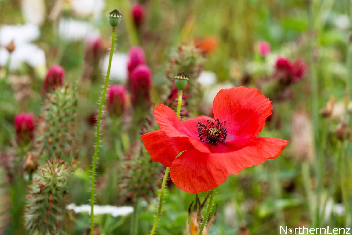 NorthernLenz's tweet photo. Poppy love  
#poppy #flower https://t.co/iRXl9M4sX7