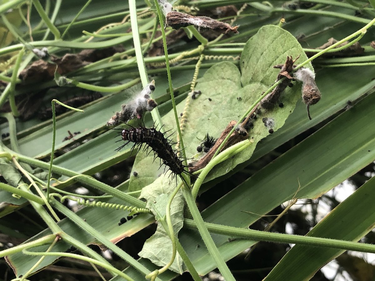Mrs Tarrant (@mrsctarrant) on Twitter photo Lovely family afternoon meeting the butterflies & caterpillars 🐛🦋@hornseafreeport #bugtopiahornsea <a href="/BugtopiaZoo/">Bugtopia the Zoo</a> Lovely family afternoon meeting the butterflies & caterpillars 🐛🦋@hornseafreeport #bugtopiahornsea <a href="/BugtopiaZoo/">Bugtopia the Zoo</a>