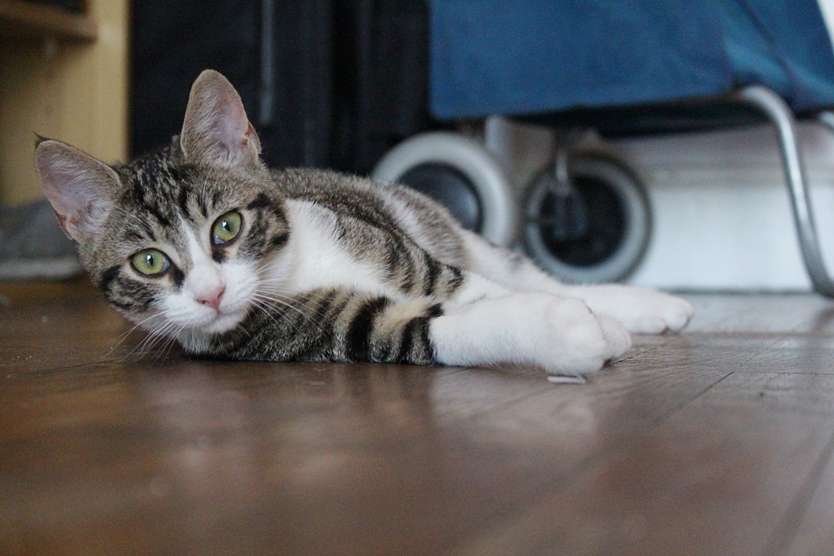AssociationPBL's tweet photo. 🐱A L'ADOPTION : TOKYO 🐱
Notre belle Tokyo âgée de 4 mois cherche une famille aimante. Calme timide et parfois chipie, elle a besoin de beaucoup de douceur !
Pour plus d'infos sur la petite Tokyo 👉https://t.co/CroJMyxV1t https://t.co/qotpe45FOi