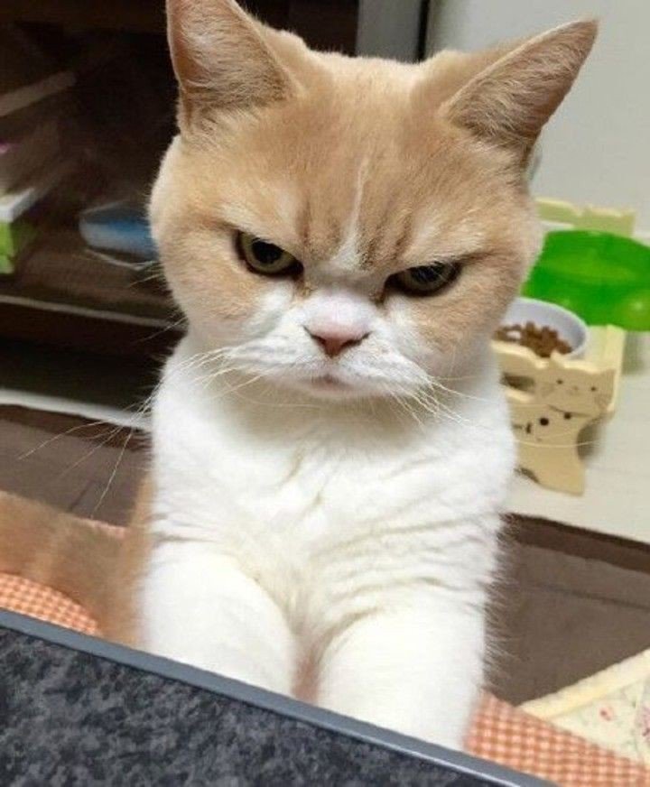 pledisboos_'s tweet photo. @FRDMAnonim always angry #frpd https://t.co/PNukBK2nQ1
