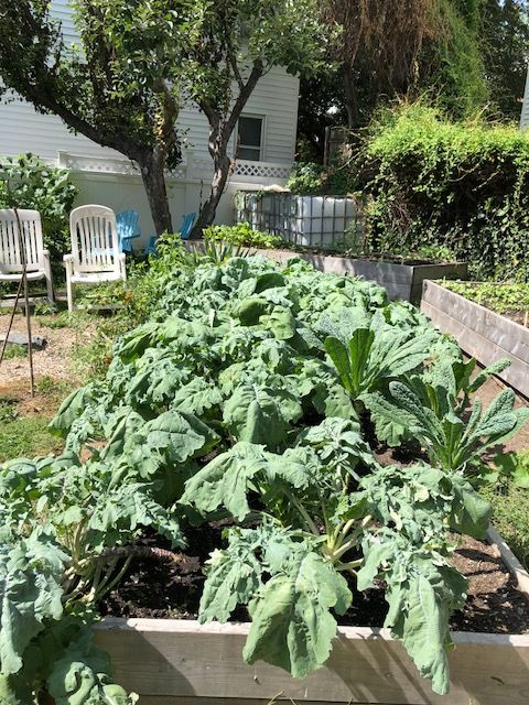 Community garden...lots of hands help to support this productive garden... 
#communitygarden #gardens #community #MA #gardening