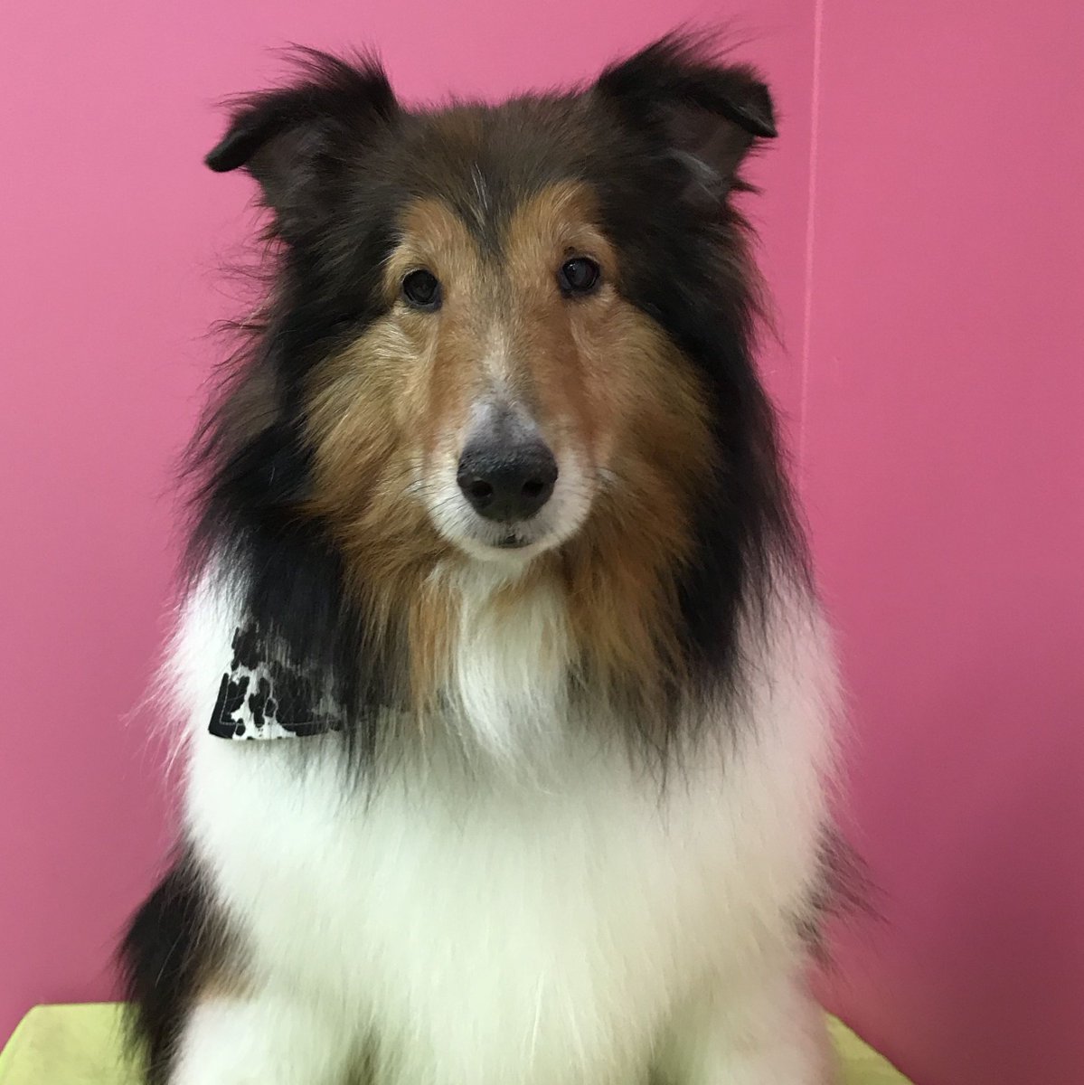 Me_n_Moms_'s tweet photo. I don't think it's a coincidence that ❤️Chance❤️ rhymes with HANDSOME PANTS!!!! #heygoodlookin #sheltie #handsome #handsomepants #goodboy #littlelassie #woof #doggo #prettyboy #abbotsford #dog #grooming #sunday #sundayfunday #professionalfunhaver https://t.co/pzseoJMp61