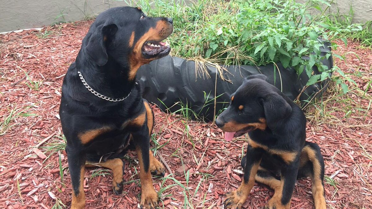 paige_armijo's tweet photo. if you find him please let me know. His name is Riggs. He's been missing since this morning thanks. https://t.co/YpjUd6VNcf