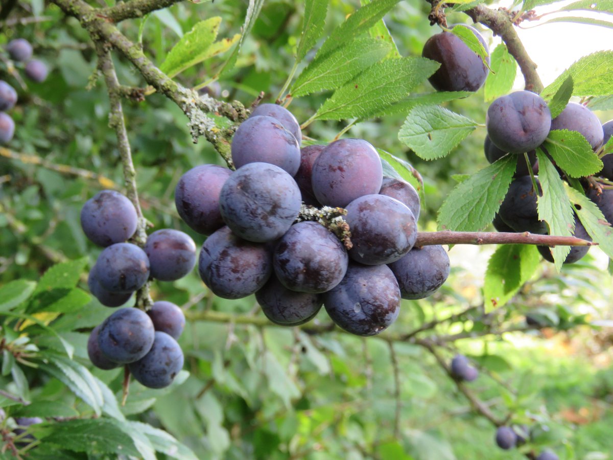 donnarainey4's tweet photo. Sloes, the bitter fruits of Blackthorn for #wildflowerhour Ideal for some Sloe gin! Massive crops of Sloes in the country-side at the moment. https://t.co/d9TsQNwPDH