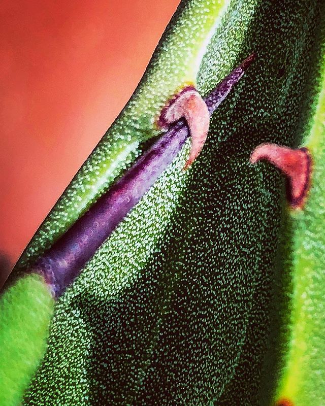 botanicalgarden's tweet photo. Sometimes we get snared in traps of our own making....
.
.
.
#Agave #trap #spinyteeth #terminalspine #succulent #compromisingposition #thelittlethings #itsthedetails #details #deets #lookcloser #gardenphotography @moorefarmsbg @visitlakecitysc @discover_sc https://t.co/r54REbFxqO