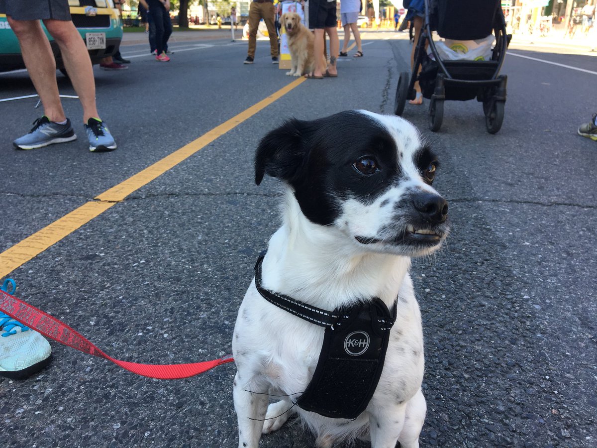 jnp_arch's tweet photo. @CityPlanTO @arq_ranchen is here with #Liam at #OpenStreetsToronto talking about our Pet Friendly Design Guidelines. #petfriendlyTO #petfriendlydesignguidelines. Stop by and share your ideas. https://t.co/FGsWKuF6x4