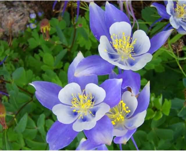 cindyrellapr's tweet photo. #FlowerReport Columbine https://t.co/URrHzfOiKB