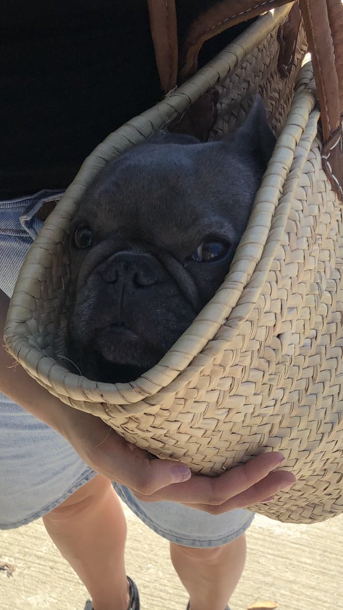 liznlbee's tweet photo. And this little piggy couldn’t even make it to the market ☀️ https://t.co/7NqRnkmacP