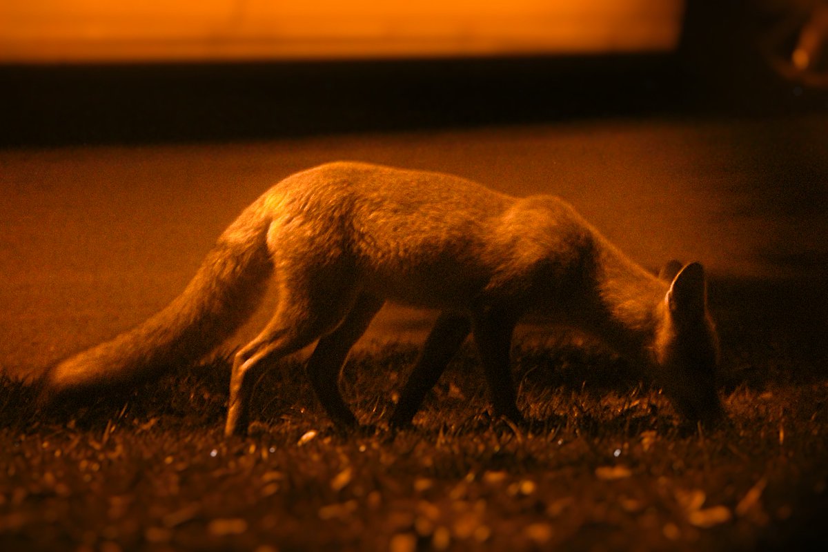 Badger Sightings tweet media
