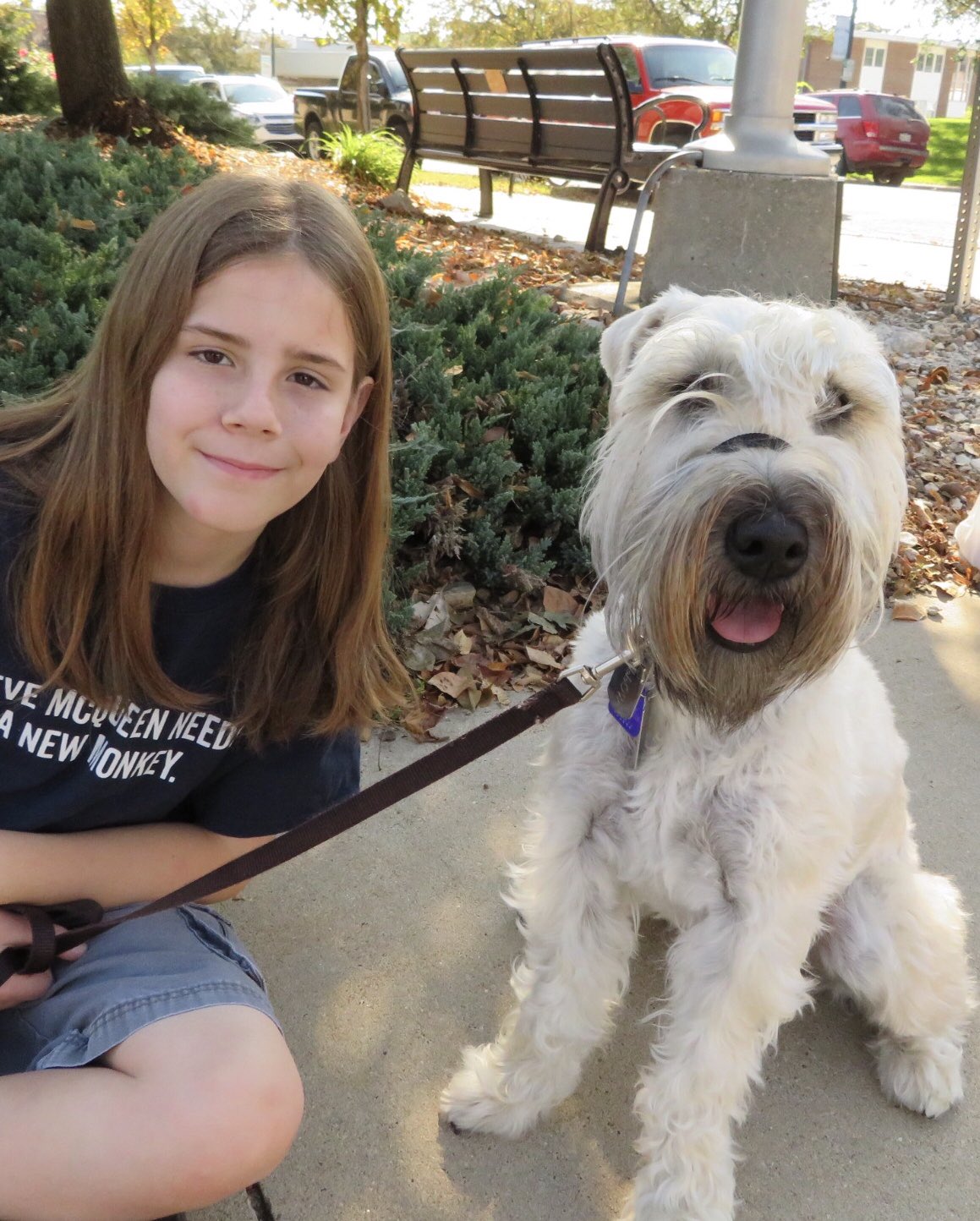 wheaten terrier service dog