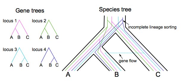 ensembl's tweet image. Do gene trees shape species trees, or vice versa?
New model (genomic diversification, GD) acknowledges importance of #geneflow
@biorxivpreprint buff.ly/2p4Sd6S

#bioinformatics #phylogenetics #evolution #compbio
