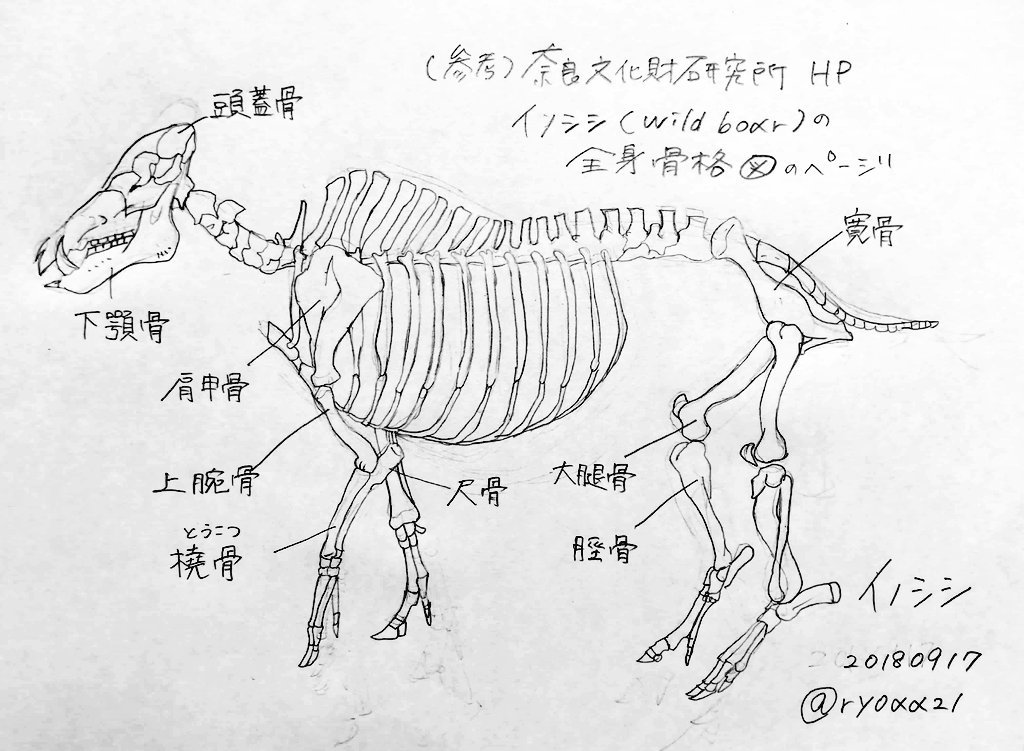 イノシシ 骨格標本 - 置物