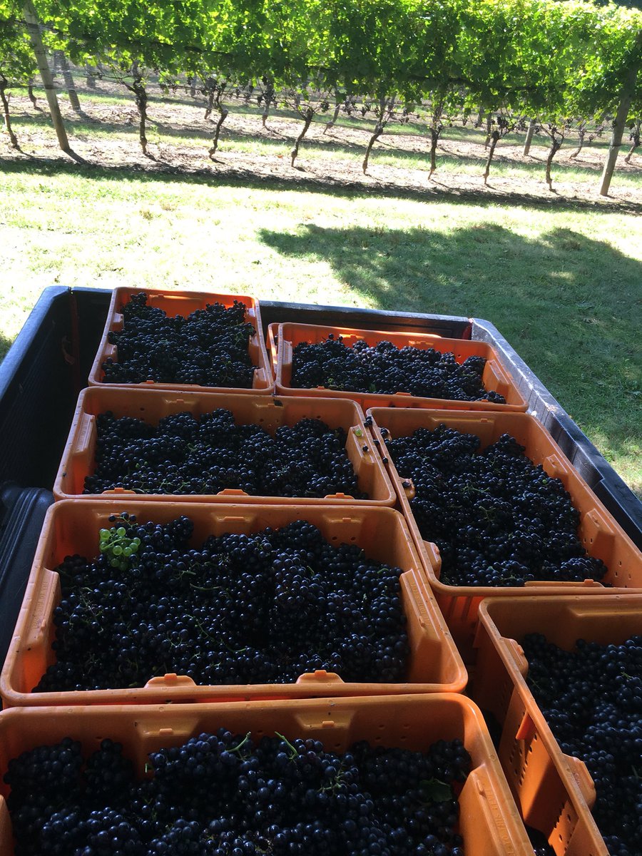 The first of many harvest days!