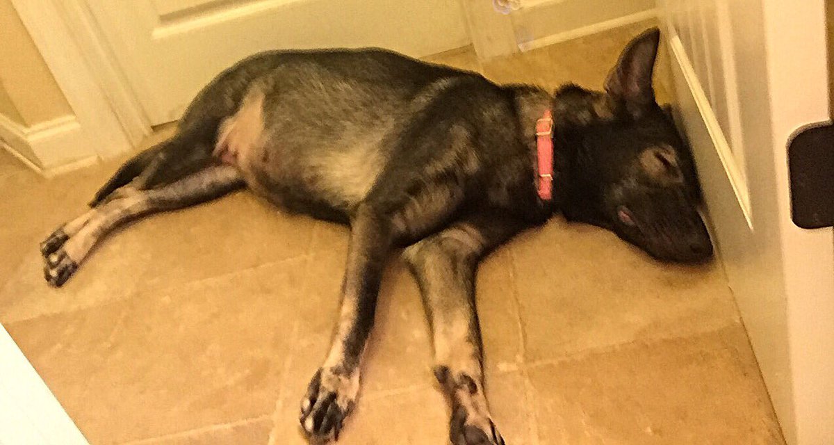 altvatergsd's tweet photo. Any day now... https://t.co/KbBrOOwGu0