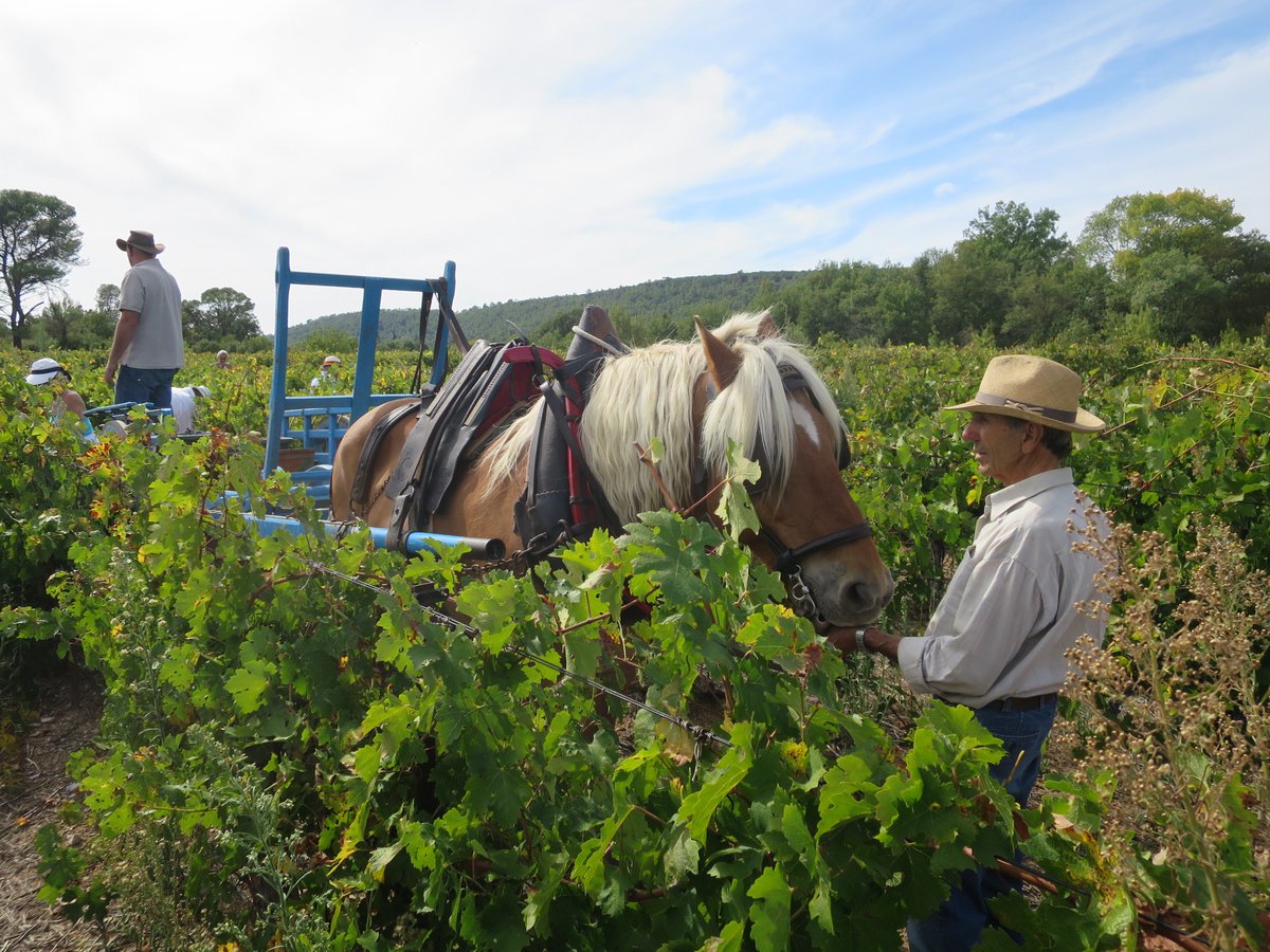 JMCambaceres's tweet photo. Le #GFAmasMathieu @Gailhan a organisé ses #vendanges à l'ancienne, à la main et avec un cheval. Les #cabernetsauvigon : excellente qualité à 14 degrés d'alcool. Une vingtaine de camarades vignerons ont vendangé puis ont terminé par un grand repas arrosé de vins de @LaGravette. https://t.co/auKyqpAhHY