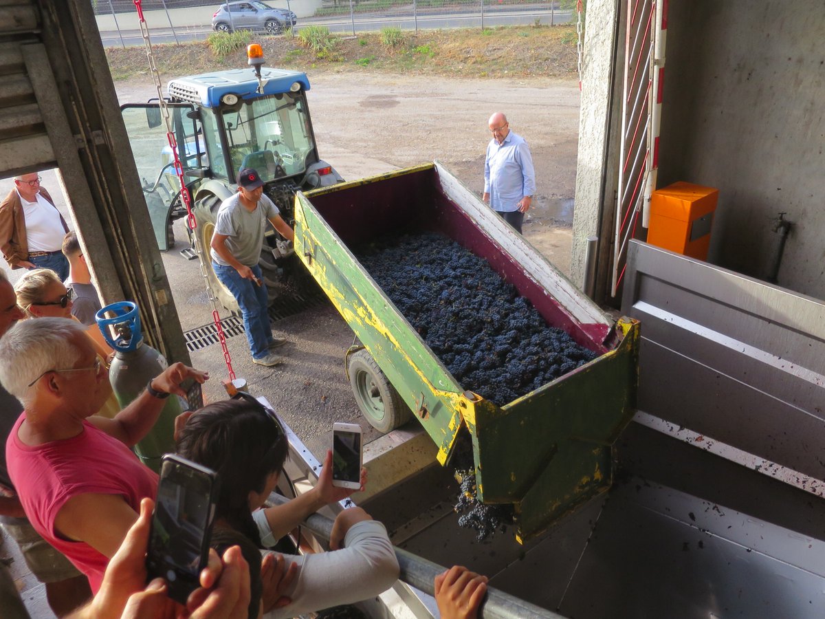 JMCambaceres's tweet photo. Le #GFAmasMathieu @Gailhan a organisé ses #vendanges à l'ancienne, à la main et avec un cheval. Les #cabernetsauvigon : excellente qualité à 14 degrés d'alcool. Une vingtaine de camarades vignerons ont vendangé puis ont terminé par un grand repas arrosé de vins de @LaGravette. https://t.co/auKyqpAhHY