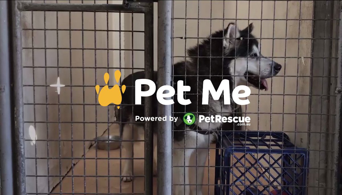 Prosocialnet's tweet image. Live in Australia? Share a dog photo in your Instagram, hashtag it #Petme and help an Aussie shelter dog find a home. ow.ly/XjKZ30lQg7Y