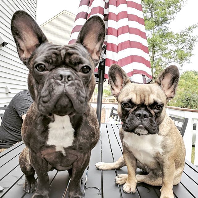 Olive_And_Hazel's tweet photo. Al fresco frenchies. #frenchiesofinstagram #frenchbulldog #frenchiesofsummer #frenchie_photos #instafrenchie #dogsofinstagram #instadog #bestdogfriends #bigears #batpigs #oldmanface https://t.co/wOBtq8SD81