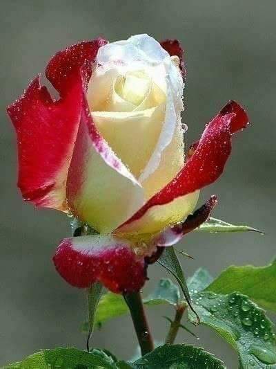 AlaaIssa96's tweet photo. I wish you an amazing day everyone 
Enjoy you're Monday https://t.co/IXsIjIxo4s