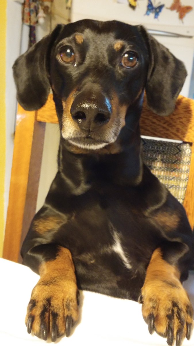 ayeeclipse's tweet image. Pancho esperando las tortafritas de mama desde Bariloche! #buenasemana