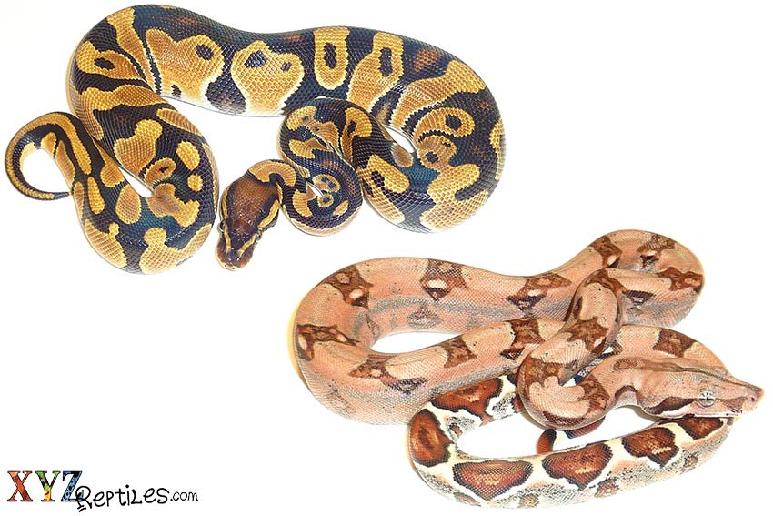 XYZReptiles's tweet photo. Differences Between #BallPythons And #Boas? https://t.co/CDHyohaGPs #xyzReptiles #ballpython #babyballpython #ballpythonmorph #ballpythonmorphs #pythonregius #python #pythons #snakes #exoticpets #pets #petsnakes #exoticsnakes #constrictor #constrictors #boa #boaconstrictor #pet https://t.co/pgV4edncOC