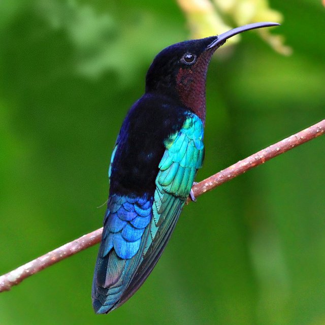 everybird (retired) tweet media