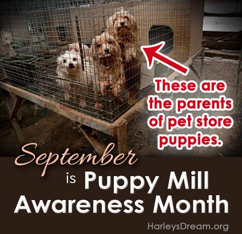 #sayNOtopuppymills!