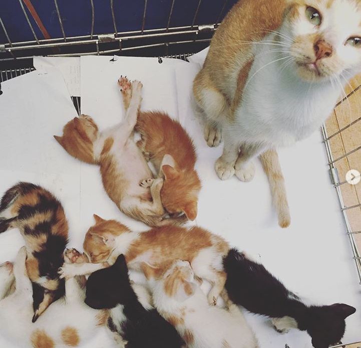 ppbcc_org's tweet photo. A basket of kittens was left at the gate of the PPBCC Clinic... we are lucky to find a foster mom... however most kittens did not survive due to weakness... This is why we are very serious on our campain for spaying and neutering. #endthecycle https://t.co/A1HejrOgLn